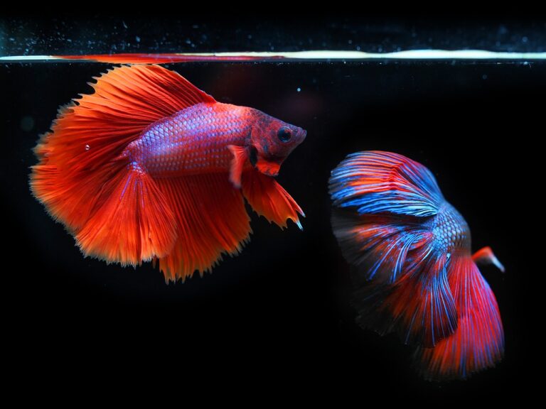 siamese fighting fish, fighting fish, nature-6542427.jpg